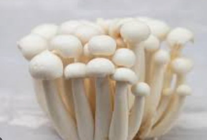 MINI MUSHROOMS - PUNNET MINI CHAMPIGNONS - BQT
