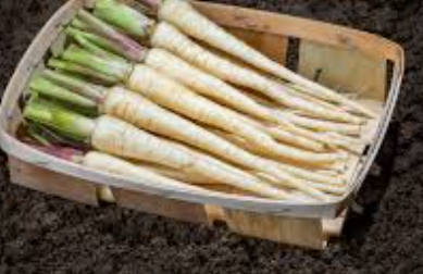 MINI PARSNIP - PUNNET MINI PANAIS - BQT