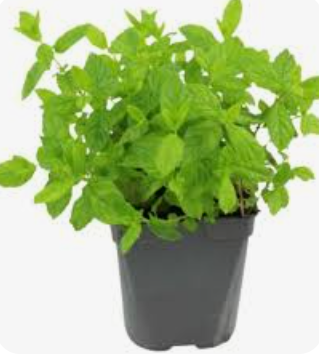 MINT PLANT - POT MENTHE POT