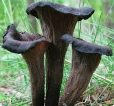MUSHROOM BLACK TRUMPET - KG CHAMPIGNON TROMPETTES DES MORTS - KG