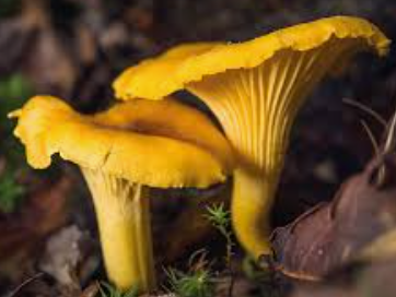 MUSHROOM GIROLLE-KG CHAMPIGNON GIROLLE-KG