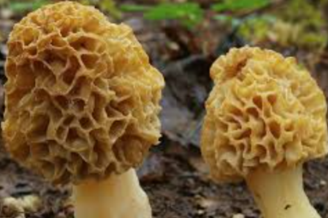 MUSHROOM MOREL-KG CHAMPIGNON MORILLES-KG