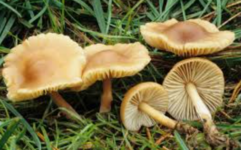 MUSHROOM MOUSSERON DES PRES - KG CHAMPIGNON MOUSSERON DES PRES - KG