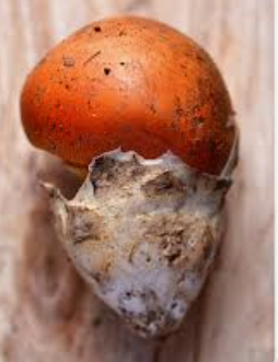 MUSHROOM OVOLIE - KG CHAMPIGNONS AMANITE CESARS ORANGE