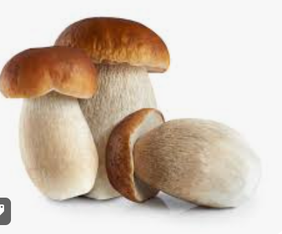 MUSHROOM PORCINI - KG CHAMPIGNON CEPE - KG
