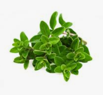 OREGANO -BUNCH ORIGAN - BOTTE