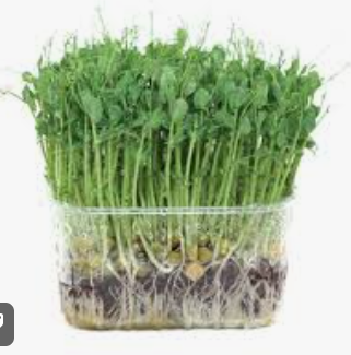 PEAS SPROUT AFFILLA - PUNNET POUSSE DE PETIT POIS - BQT