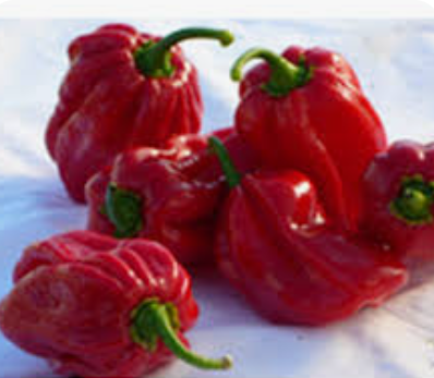 PEPPER CHILLI HABANEROS - KG PIMENT HABANERO - KG