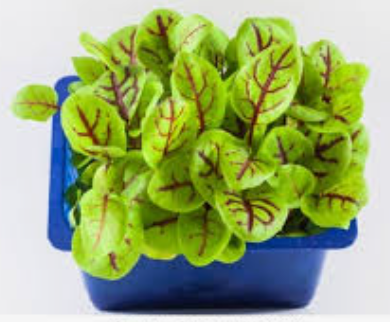 RED VEIN PUNNET - CRESS VENE BQT