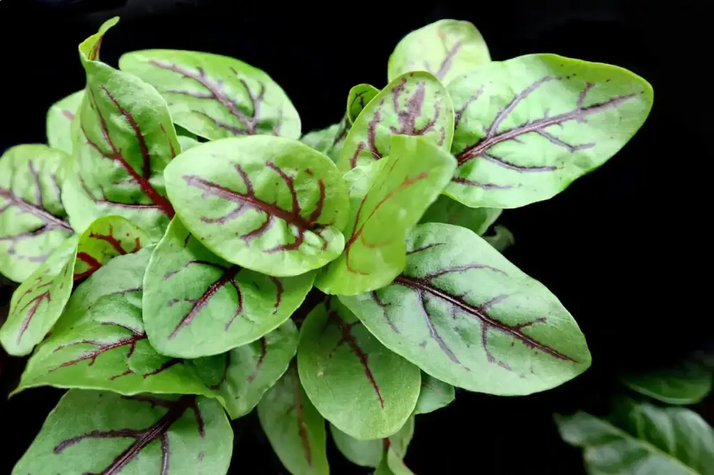 RED WINE SORREL PUNNET - OSEILLE ROUGE VIN BARQUETTES