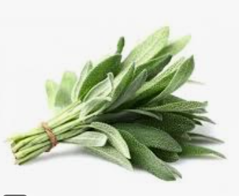 SAGE - BUNCH SAUGE - BOTTE