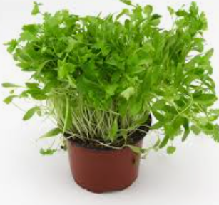 SALAD BURNET - PUNNET SALADE PURNET - BARQUET