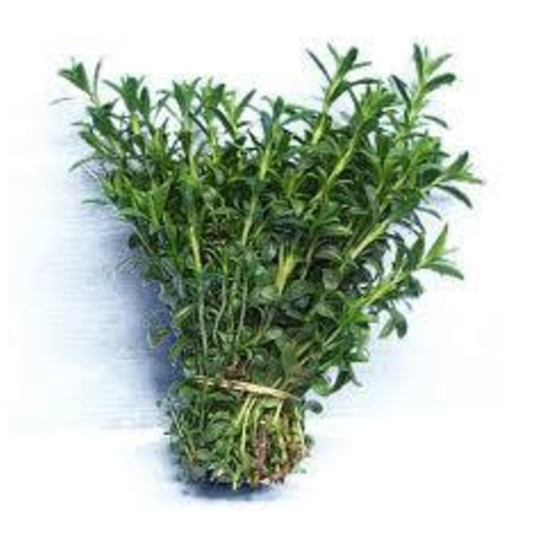 SARRIETTE -BUNCH SARIETTE - BOTTE