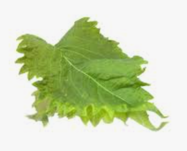 SHISO GREEN LEAVES - PNT CRESS SHIRO VERT GRAND FEUIL - BQT