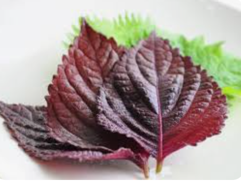 SHISO RED LEAVES - PUNNET SHISO ROUGE GRAND FEUIL - BQT