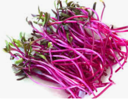 SPROUTS BETROOT - PUNNET GERME BETTERAVE -BQT