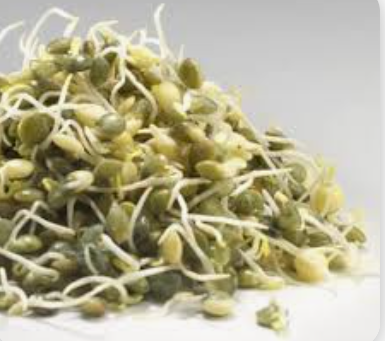 SPROUTS LENTIL - PUNNET GERME LENTILLE - BQT
