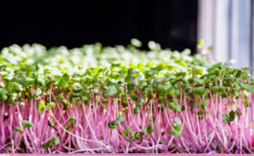 SPROUTS RADISH - PUNNET GERME RADIS - BQT
