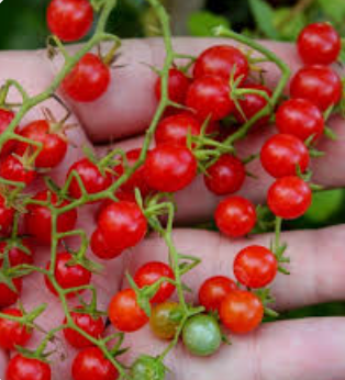 TOMATO MINI/GROSEILLE RED - PNT TOMATE GROSEILLE ROUGE - BQT