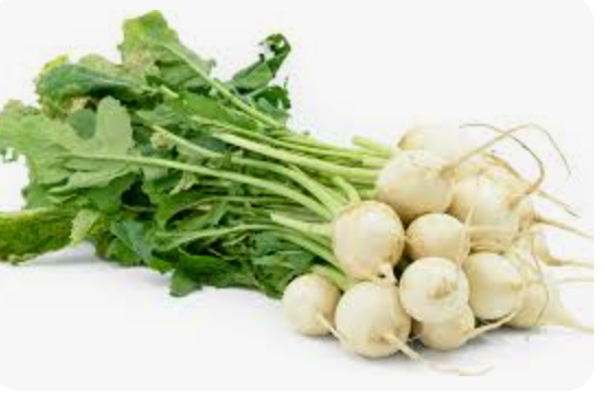 TURNIP FANE - BUNCH TURNIP FANE - BOTTE