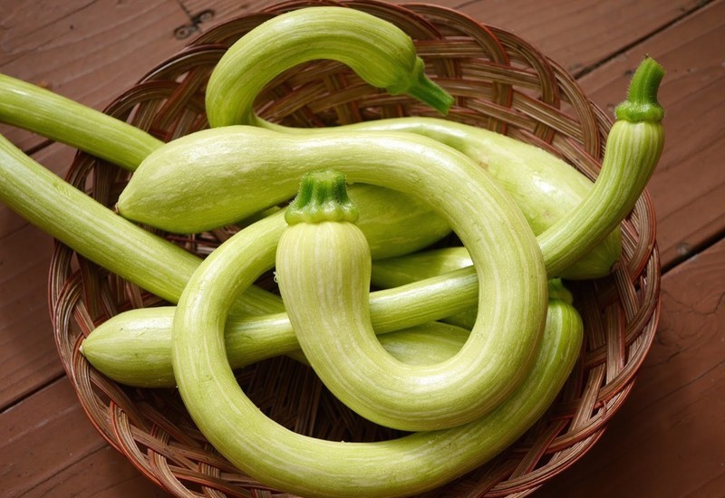 ZUCCHINI TROMPETTE - KG COURGETTE TROMPETTE - KG