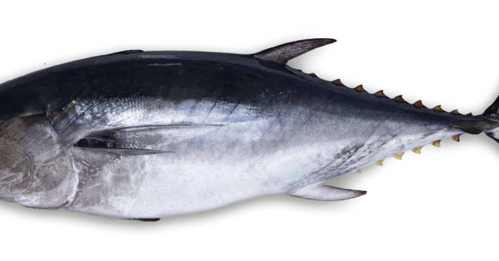 THON ROUGE MEDITERRANNE -1 KG BLUEFIN TUNA WEST MED -1 KG