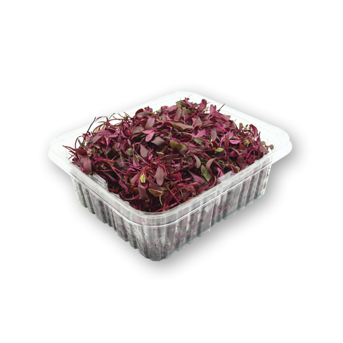 MICRO CRESS - BULLS BLOOD
