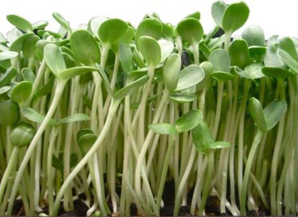 SUNFLOWER SPROUTS - BUNCH POUSSE TOURNESOL-BQ