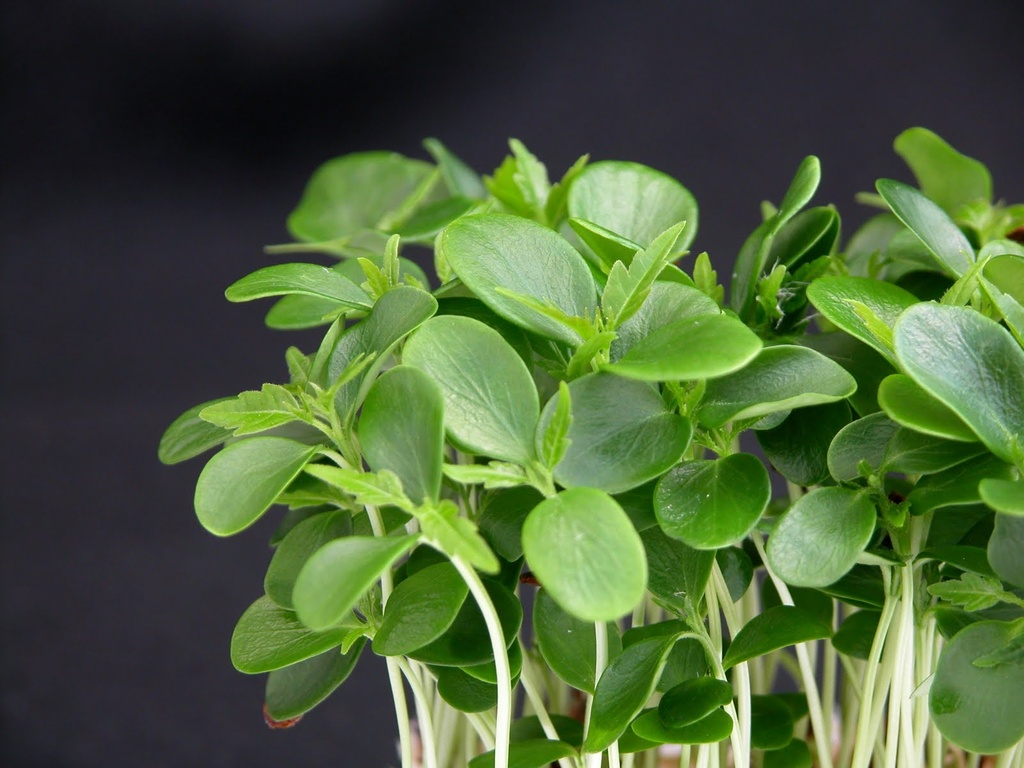 CRESS TAHOON PUNNET - MICRO POUSSE TAHOON BQT