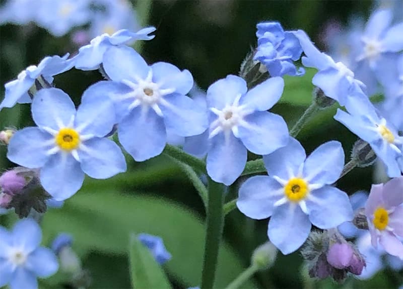 FORGET-ME-NOT FLOWER-PUNNET FLEUR DE MYOSOTIS-BQT