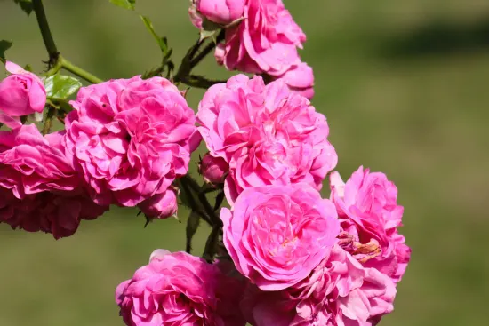 WILD ROSE FLOWER -PUNNET FLEUR DE ROSE SAUVAGE-BQT