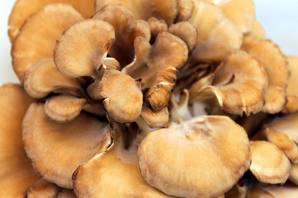 MAITAKE MUSHROOMS - MAITAKE CHAMPIGNONS 