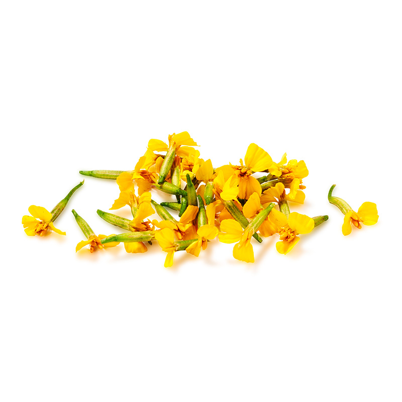 ANISE BLOSSOM CRESS-PUNNET CRESS ANISE BLOSSOM-2 BQX50 FLEURS 