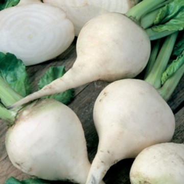 BEETROOT WHITE -BETTERAVE BLANCHE