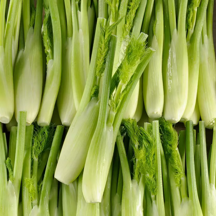 MINI FENNEL - PUNNET FENOUIL MINI  - BQT