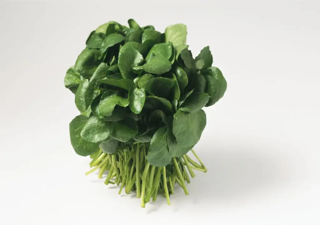 WATERCRESS-BUNCH CRESSON-BOTTE