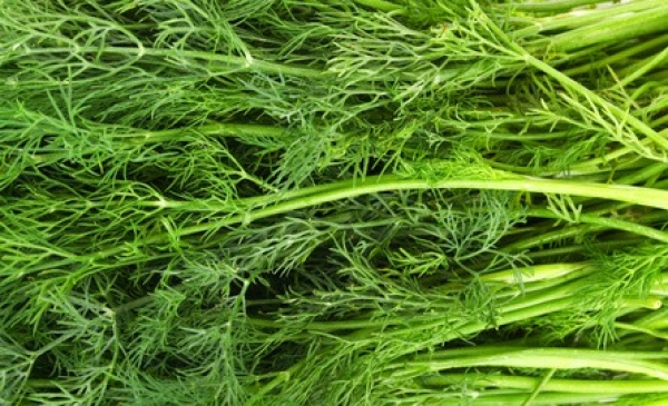 FENNEL HERB - BUNCH HERBE DE FENOUIL - BOTTE