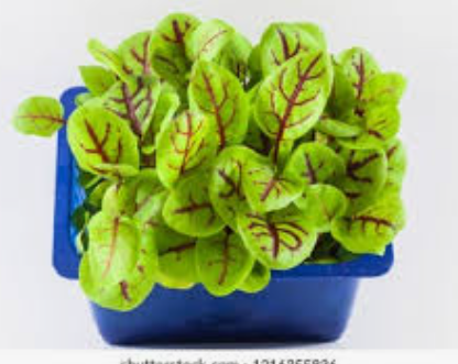 CRESS VENE - PUNNET CRESS VENE - BQT