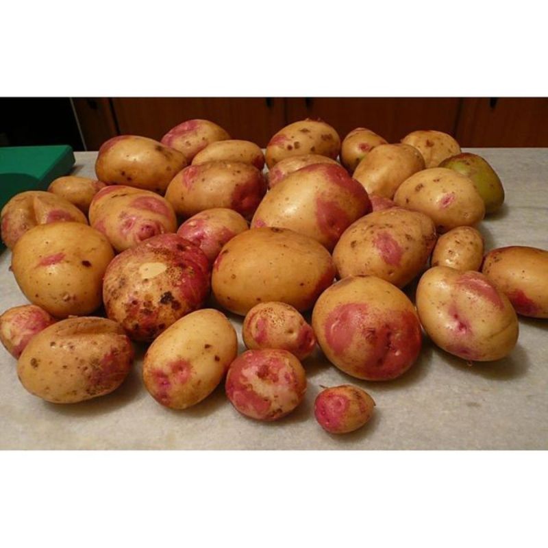 POTATO KING EDWARD - KG POMME DE TERRE ROI EDWARD - KG