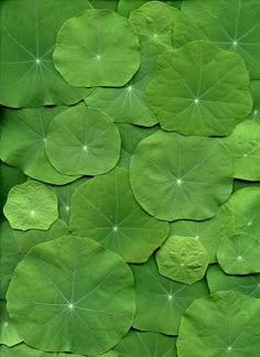 CAPUCINE LEAF PNT - FEUILLES DE CAPUCINE BQT