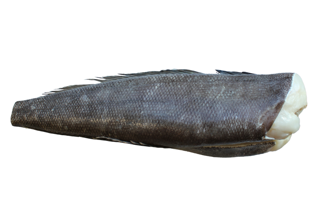 TOOTHFISH - LÉGINE