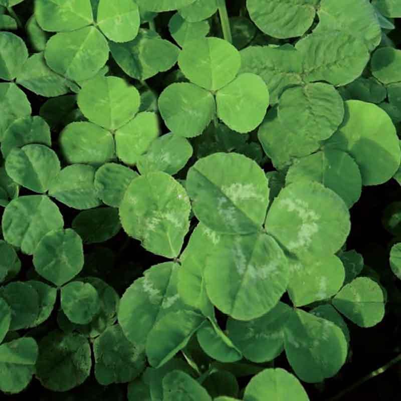 TREFLE 170G - TREFLE 170G