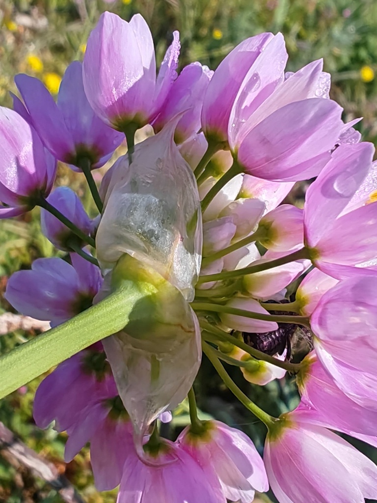 GARLIC FLOWER-BUNCH FLEURS AIL ROSE-BOTTE