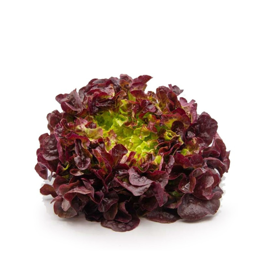 LETTUCE - OAKLEAVE RED - PC SALADE FEUILLE CHENE ROUGE - PC