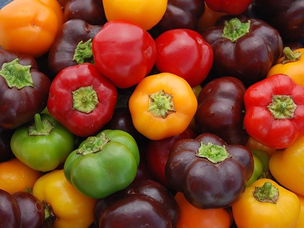 MINI PEPPERS SWEET MIX COLOURS -KG MINI POIVRON MIX COULEURS -KG 