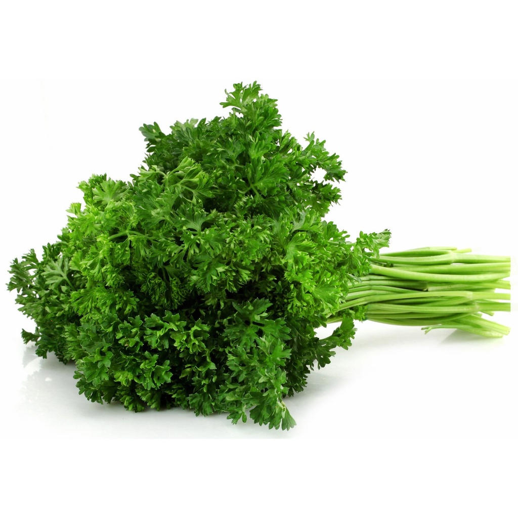 PARSLEY CURLY - BUNCH PERSIL FRISE - BOTTE
