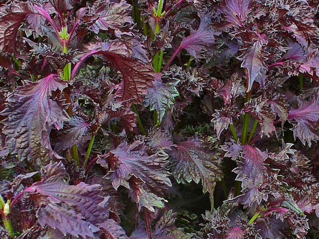 SHISO RED LEAVES - PUNNET SHISO ROUGE GRAND FEUILLE - BQT