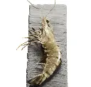SHRIMPS RAW 16/20 BLACK TIGER -1 KG CREVETTE ENTIERE 16/20 BLACK TIGER 1 KG