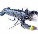 BLUE LOBSTER  6/800GR ANE - HOMARD BLEU 6/800GR ANE