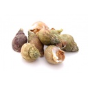 BULOT SNAILS - KG BULOT - KG